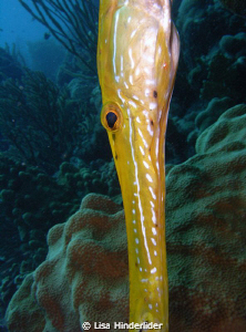 Yellow phase trumpet "in position!" by Lisa Hinderlider 